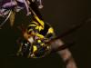 Ancistrocerus sp.
